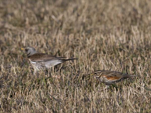 Punakylkirastas, Redwing, Turdus iliacus